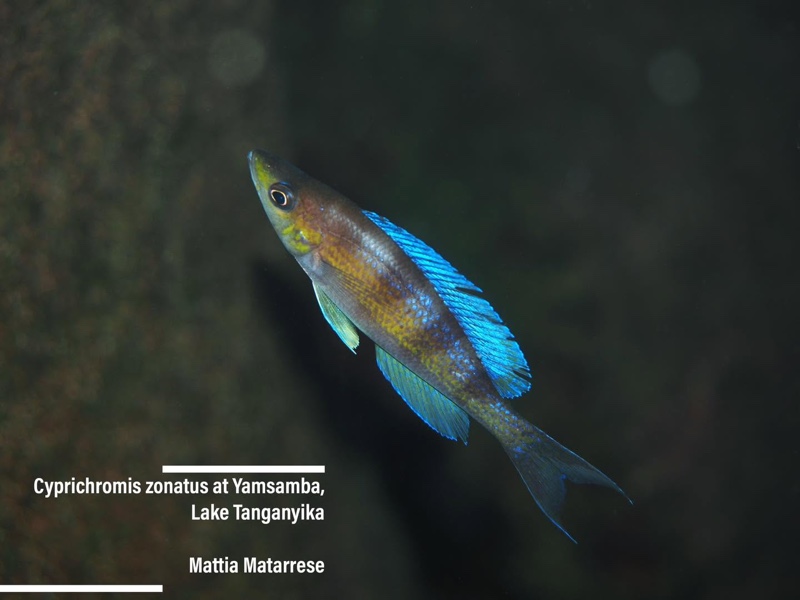 Cyprichromis zonatus 'Yamsamba Island'